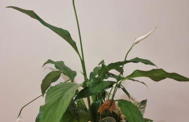 A Apartments - Foto 30