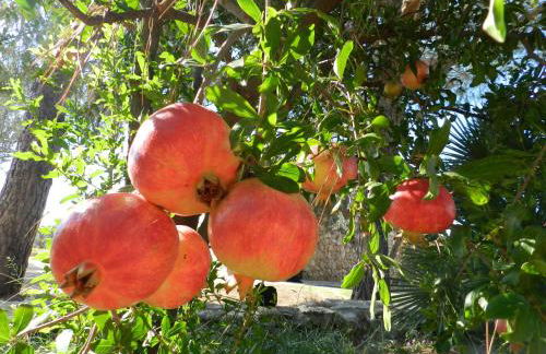 Macchia Salentina - Foto 41