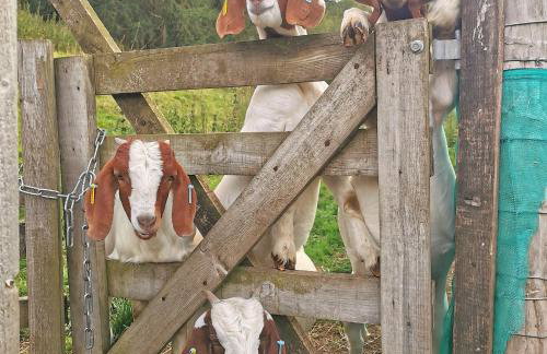 Glen Bay - 2 Bed Lodge on Friendly Farm Stay with Private Hot Tub - Foto 10