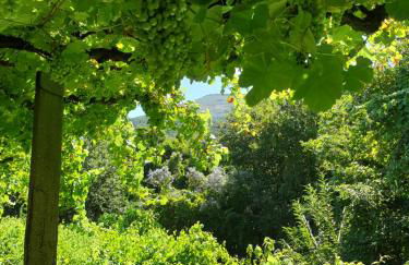 Quinta da Vinha Velha - Foto 70