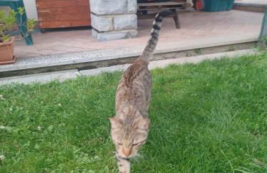 Family House - Foto 33