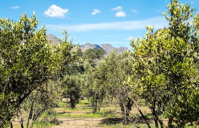 Village Lodge Paarl - Photo 33