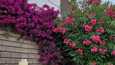 Mediterranean Peaceful Getaway - Foto 5, Garden, Garden view