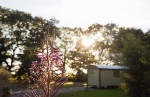 Cwtch Ffynnone Luxury Shepherds Hut - Foto 38