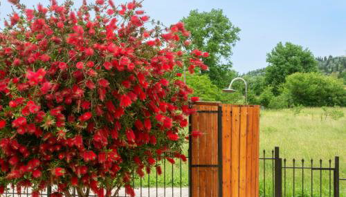 ROSE HOUSE - Foto 5, Garden