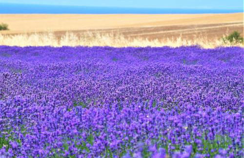 Infinite blue Horizon Elegance Hospitality - Photo 61