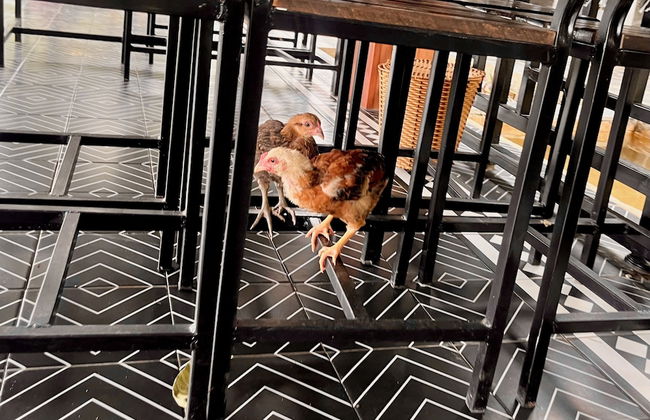 Nguyen Shack Retreat - Foto 48