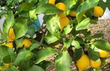 Villa Pero & Jele - Foto 30