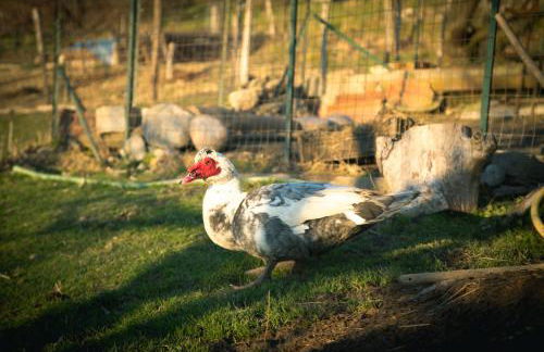 Agriturismo Terra e Cielo - Photo 39