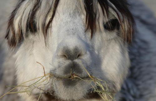 Alpaka-Lodge - Photo 34