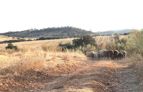 Herdade da Yucca - Retreat & Spa - Foto 60