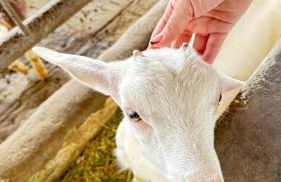 Flat Hotel Fazenda Monte Castelo Gravatá Bezerros - Foto 40