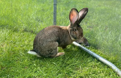 Wypoczynek na Mazurach U Sebka - Foto 30
