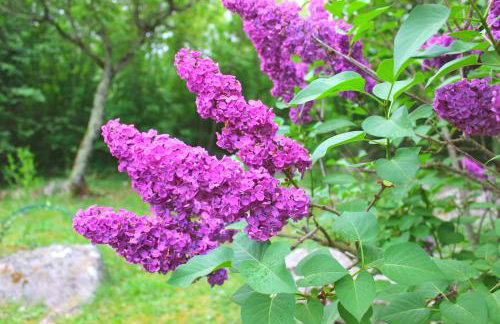 Holiday Home Deni - Foto 30