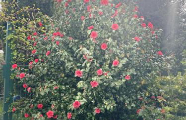 Ewald von Holten - Foto 11