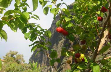 Fajã dos Padres - Foto 63