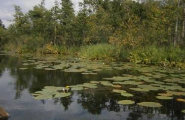 Im Naturschutzgebiet gelegene Ferienwohnung - Photo 8