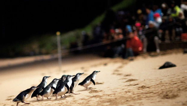 Complete Phillip Island Day Trip - Photo 2