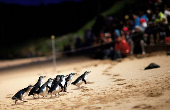 Complete Phillip Island Day Trip - Photo 2