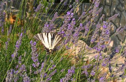 Apartments Krušvina - Foto 38