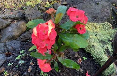 Exotic Garden cottage at amazing volcano fissure - Foto 75