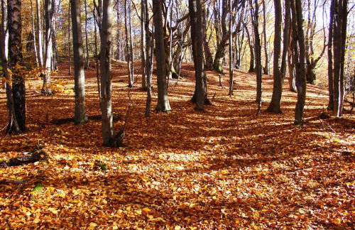 Domek Skowronek z basenem - Foto 29