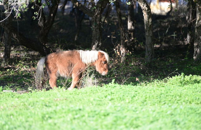 Quinta Pedagógica da Samoqueirinha Duna Parque Resorts & Hotels - Foto 39