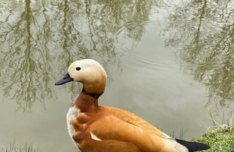 Agro na Wapniarni - Foto 24