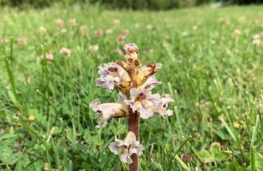 Poggio dell'Esca - Photo 53