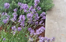 Apartments Villa Mirjam - Foto 16