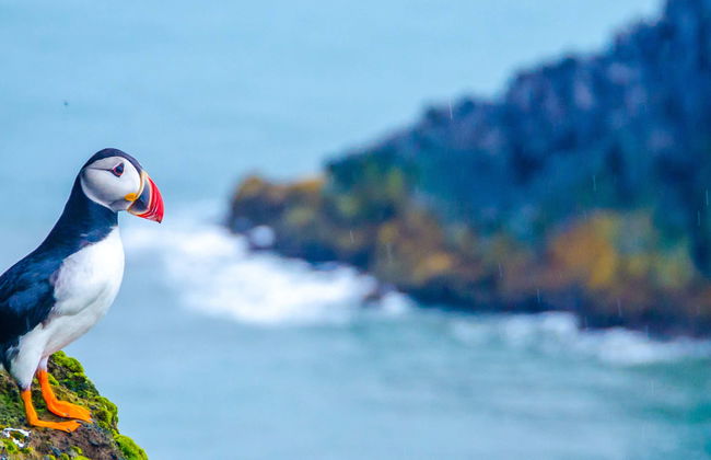 Excursión a Látrabjarg y Raudasandur - Foto 2