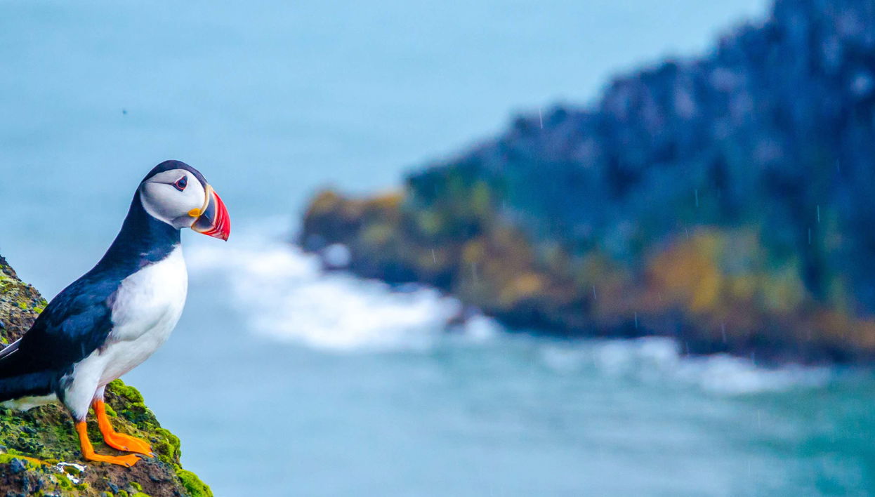 Látrabjarg & Raudasandur Day Trip - Foto 2