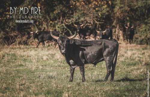 L'Espitalet - Foto 16