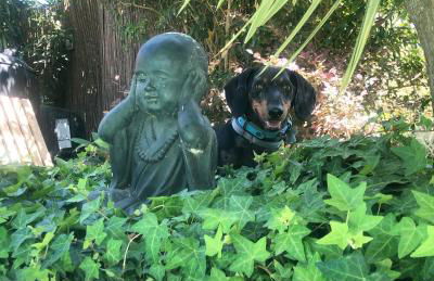 Casita Limón Andratx - Foto 41