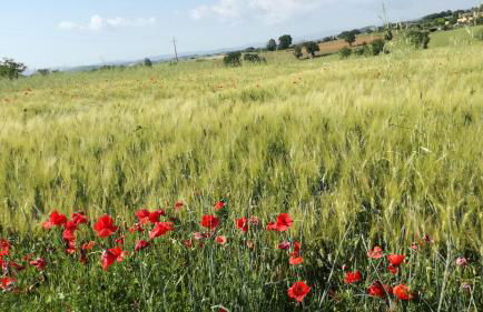 Agriturismo cavallin del papa - Foto 46