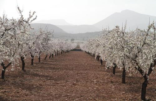Alojamientos Rurales Cortijo Las Golondrinas - Foto 37