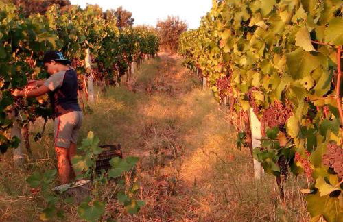 Agriturismo Feudo Gagliardi - Foto 30