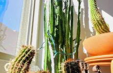 Tranquil Townhome in Downtown Neighborhood - Foto 6