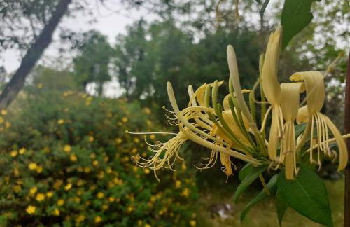 La maison parfumée - Foto 16