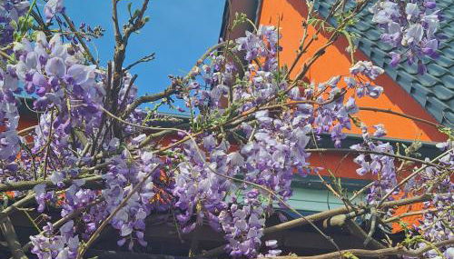 Ferienwohnung Rimbach - Foto 3