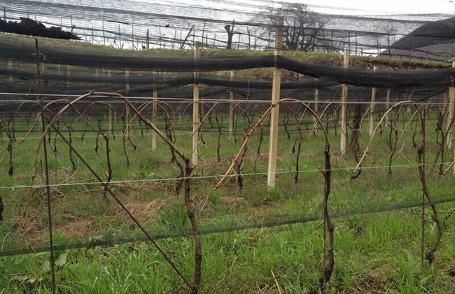 Agriturismo Al Vecchio Portico - Photo 50