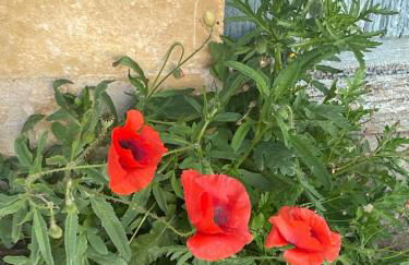 Sous l olivier - Foto 6