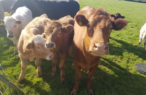 3 Bedroom Cottage - Hot Tub Garden Parking - Foto 21