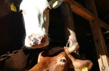 Piratennest - Foto 9