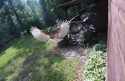 Beautiful Secluded Log Cabin - Foto 36