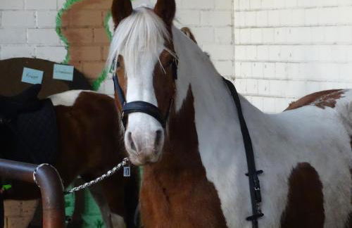 Wohlfühlurlaub auf dem Reit- und Ferienhof Goldberg - Foto 38