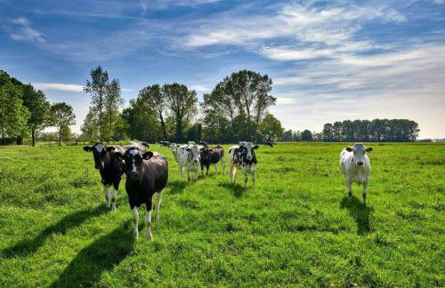 Ferienwohnung Wiesenzauber - Ruhige Lage am Stadtrand von Leer & Nähe Papenburg - Photo 33