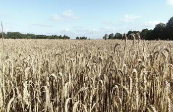 Ranczo Bosikowo - Foto 13