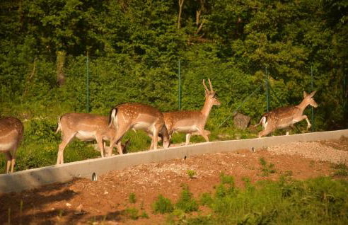 Villa Škavre - Foto 98