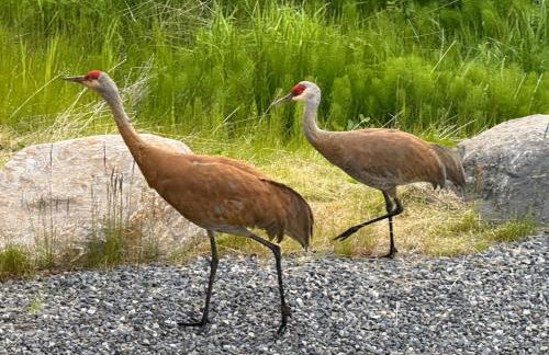 Apartment, walkout basement, Central Homer, Views! - Foto 27